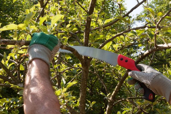 Apple Tree Trimming in Payson