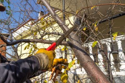 Customized Tree Maintenance